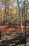 Frameable Art Card for Thanksgiving - Silver birch in autumn woods