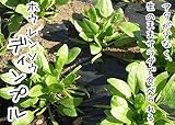 【生産農場直送】 ホウレンソウ苗 【ディンプル】 ホウレンソウ 葉菜苗 9cmポット プロ農家も使う葉菜苗 野菜苗 ガーデニング 家庭菜園