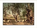 Shephard tending sheep in olive grove Mentone Riviera, c. 1890s, (L) Library Image