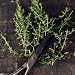 500 Seeds, Thyme Herb (Thymus vulgaris) Seeds By Seed Needs