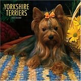 Yorkshire Terriers 2008 Square Wall