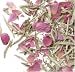 Organic Rose Silver Needle White Tea