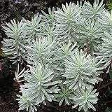 Euphorbia Silver Swan