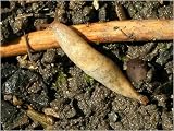 Outdoor Living : SLUG KILLER (40 SQ.M) PACK