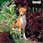 Basenji 2007 Wall Calendar