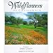 Wildflowers of California