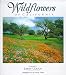 Wildflowers of California