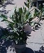 Bay Laurel Plant One Gallon