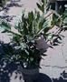 Bay Laurel Plant One Gallon