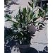 Bay Laurel Plant One Gallon