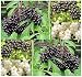 American Elderberry Seeds Sambucus canadensis - EDIBLE FRUITs COLD TOLERANT ZONE 3-9 (08000 Seeds - 1/2 oz)