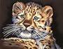 Dimensions PaintWorks/Paint By Number, Leopard Cub