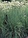 Close-Up of Garlic Chives (Allium Tuberosum) Photographic Poster Print, 12x16