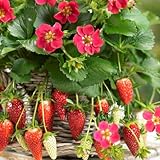 イチゴ：四季なりいちご紅茜3号ポット4株セット[春～秋まで収穫できる][MPS]