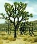 Joshua Tree 10 Seeds - Yucca brevifolia - Cactus