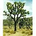 Joshua Tree 10 Seeds - Yucca brevifolia - Cactus