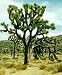 Joshua Tree - 10 Seeds - Yucca Brevifolia