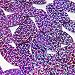 Oval Sequin 1.5