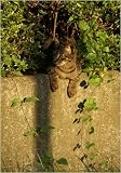 のら暦*ねこ休みネコ遊ビ* [DVD] 画像