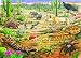 Life in the Desert (35 Piece Tray Puzzle)