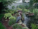  : Blue Heron Decoy Protect Your Fish Koi