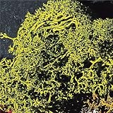 Faller 170729 Lichen Assorted Green