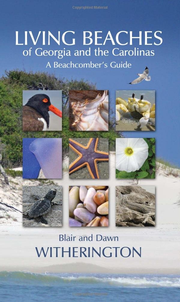 How to Read a North Carolina Beach: Bubble Holes, Barking Sands ...