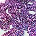 Round Flat Sequin 20mm Top Hole Orchid Light Purple Hologram Glitter Sparkle. Couture Paillettes. Made in USA