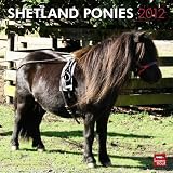 Shetland Ponies 2012 Square 12X12 Wall Calendar (Multilingual Edition)
