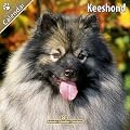 Kalender 2011 Wolfsspitz - Keeshond - Deutscher Spitz