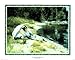 Afternoon Lake Geneva Peaceful Art Poster Print - 16 X 20