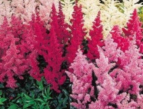 ASTILBE (ASTILBE ARENDSII) "BUNTER ZAUBER MIX" PLUMES OF REDS PINKS AND WHITE WITH GRACEFUL FERN LIKE FOLIAGE A SHADE AND WOODLAND LOVER APPROX 205 SEEDS