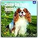 Cavalier King Charles Spaniels 2017 Square (English, French and Spanish Edition)