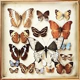 Rarities [VINYL]
