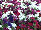 Seed in a Blanket Planting Squares Petunia