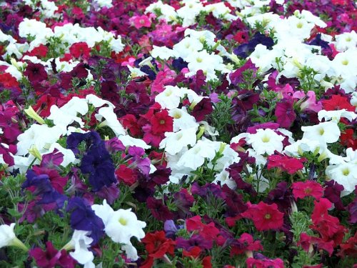 Seed in a Blanket Planting Squares Petunia