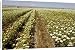 Canvas Prints of Carrots - being grown as a seed crop from Ardea Wildlife Pets