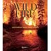 Wildfire: A Century of Failed Forest Policy