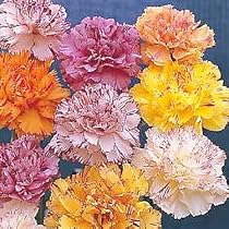 Stripes and Picotees Carnation 80 Seeds