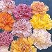 Stripes and Picotees Carnation 80 Seeds - Annual