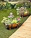 Set of 2 Half Barrel Planters