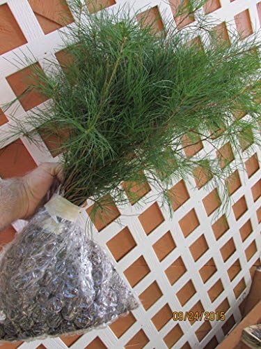 (2)Chestnut Mountain Evergreen eastern white Pine 20" transplant Starter tree seedlings