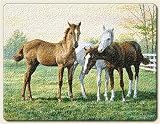 Small Cutting Board ~ Yearlings Horses ~ made of tempered glass ~ code 692