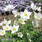 【メール便配送】　国華園　花たね　切花向き多年草　アネモネ　シルベストリス　1袋(約50粒)