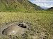 Photo Jigsaw 16x12 (40x30cm) Water buffalo in mud pool in rice field by Robert Harding