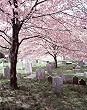 Beautiful Old Pine Street Church Cemetery, Philadelphia - Tranquil 16"x20" Photographic Print by Carol M. Highsmith