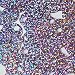Large Hole Round Sequin 20mm Light Lavender Hologram Glitter Sparkle. Couture Paillettes. Made in USA