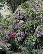 Spring Wisteria Photograph - Beautiful 16"x20" Photographic Print by Carol M. Highsmith