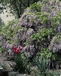 Spring Wisteria Photograph - Beautiful 16"x20" Photographic Print by Carol M. Highsmith