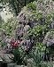 Spring Wisteria Photograph - Beautiful 16"x20" Photographic Print by Carol M. Highsmith